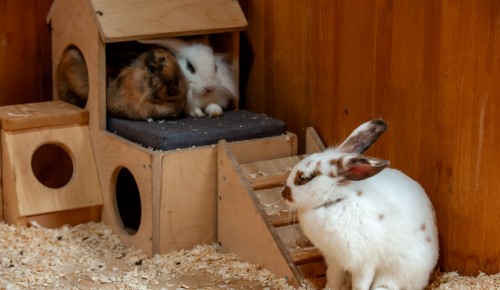 Козел и три кролика: на Городской ферме ВДНХ пополнение