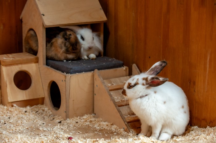 Козел и три кролика: на Городской ферме ВДНХ пополнение