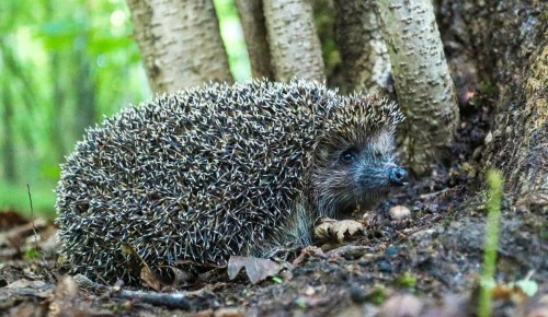 Подросшие ежи осваивают зеленые территории ЮЗАО