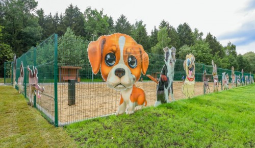 Новое пространство для спорта и отдыха появилось в Бутовском лесопарке