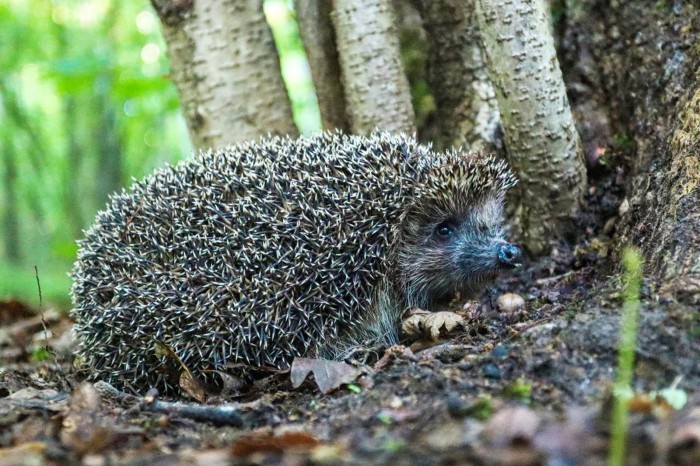 Подросшие ежи осваивают зеленые территории ЮЗАО