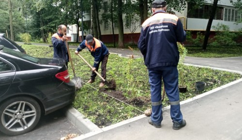 Сотрудники ГБУ «Жилищник района Коньково» высадили кустарники на улице Профсоюзная