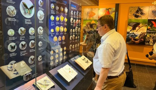 На крыльях бабочки: в Дарвиновском музее открылась выставка нимфалид