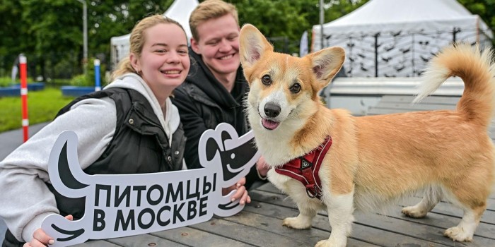 О домашних питомцах: в проекте «Город идей» появились новые темы для предложений