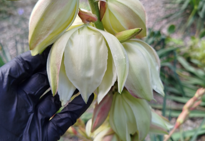 В Ботаническом саду дворца пионеров впервые зацвела юкка нитчатая