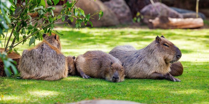 Сергунина рассказала о популярности видеотрансляций из Московского зоопарка у россиян