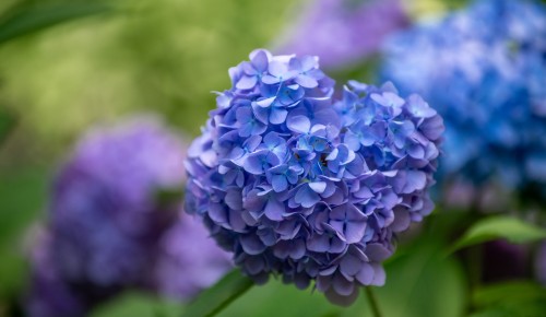 Хосты, гортензии и оксидендрум: какие растения цветут в июле в оранжерее Дворца пионеров