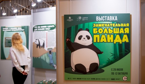 Символ Китая: в Дарвиновском музее открылась выставка «Замечательная большая панда»