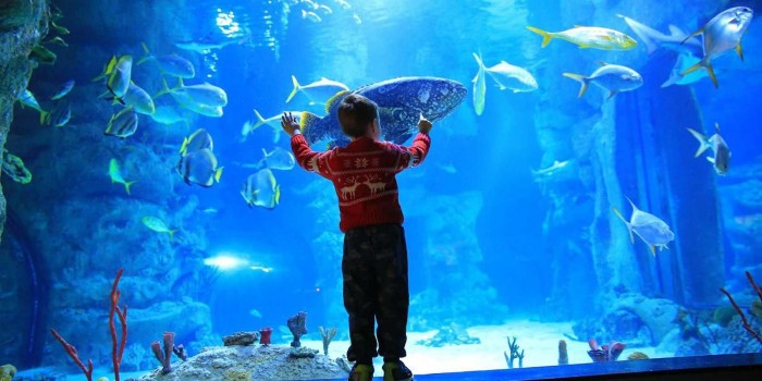 Сергей Собянин: «Москвариум» на ВДНХ празднует 10-летний юбилей