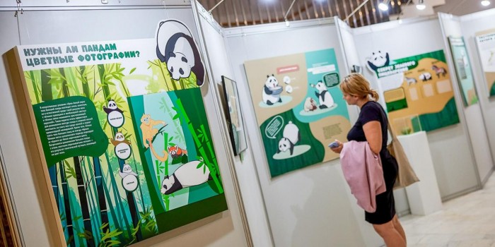 В Дарвиновском музее открылась выставка «Замечательная большая панда»