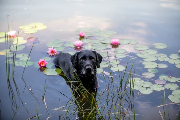 Два дня дождей и похолодание: прогноз погоды в Москве с 4 по 10 августа 2025