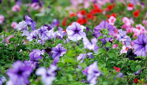 Традиционный фестиваль «День цветов» состоится в Битцевском лесу 14 августа