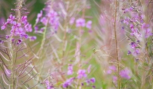 На зеленых территориях ЮЗАО продолжает цвести иван-чай