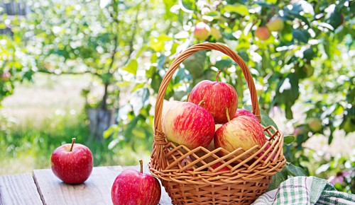 Традиции и приметы на Яблочный спас: освящаем яблоки и готовим шарлотку