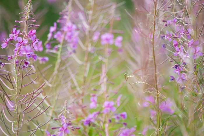 На зеленых территориях ЮЗАО продолжает цвести иван-чай