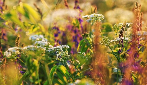 Москвичей приглашают на прогулки и творческие занятия в Битцевский лес