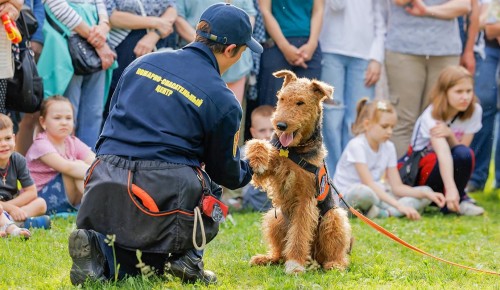Служебные собаки покажут мастерство в Конькове и Южном Бутове