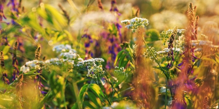 Москвичей приглашают на прогулки и творческие занятия в Битцевский лес