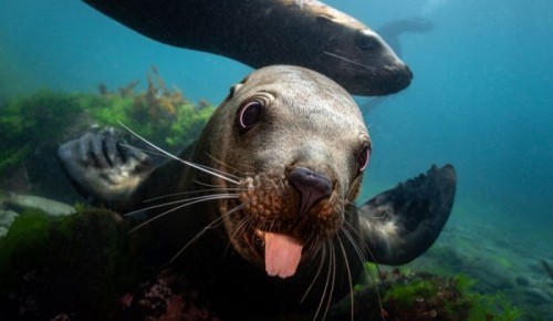 В Дарвиновском музее пройдет фотофестиваль «Дикий подводный мир»