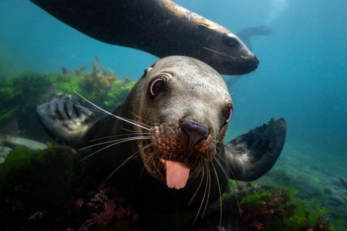 В Дарвиновском музее пройдет фотофестиваль «Дикий подводный мир»