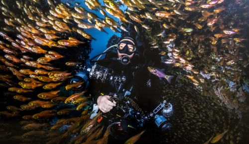Тайны морских глубин: в Дарвиновском музее открылась выставка «Дикий подводный мир»