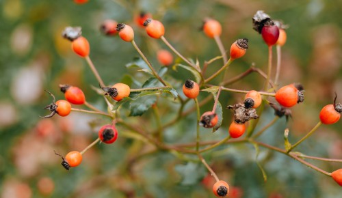 Чемпион по содержанию витаминов: когда лучше собирать шиповник и как его хранить
