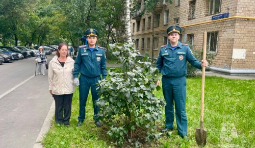 Сотрудники 1 РОНПР Управления по ЮЗАО ГУ МЧС России по г. Москве высадили сирень на придомовой территории в Гагаринском районе
