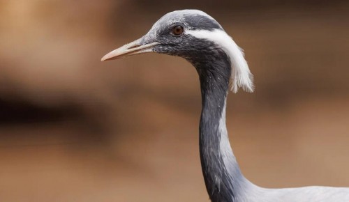 Цикл тематических занятий «МосЭкоОсень» стартует в экоцентрах ЮЗАО