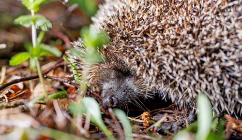 Ежи на природных территориях ЮЗАО начали подготовку к холодам