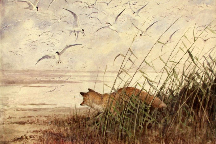 В Дарвиновском музее раскрывают секреты эволюции на выставке «Есть, чтобы жить»