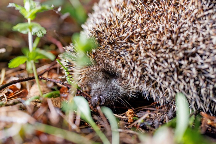Ежи на природных территориях ЮЗАО начали подготовку к холодам