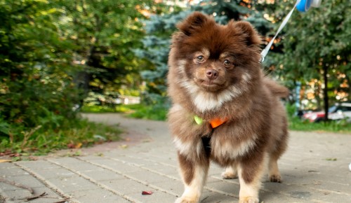 Здравствуйте, заморозки! Москвичей ждет резкая смена погоды с 22 по 28 сентября