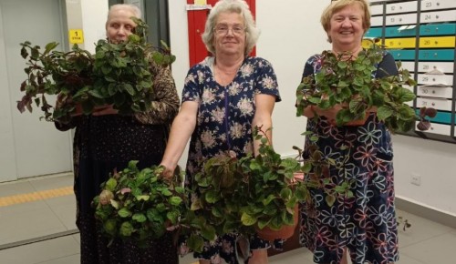 Многолетние цветы для украшения общественных пространств получили жители Конькова