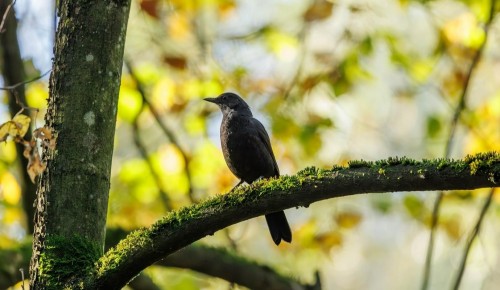 В экоцентрах ЮЗАО пройдут дни наблюдений за птицами