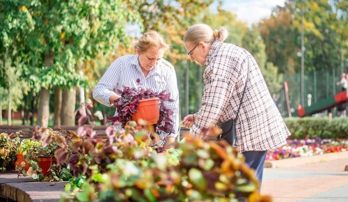 Яркие цветы с фестиваля украсили библиотеки и учреждения ЮЗАО