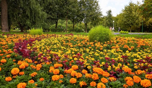 Москвичам рассказали, как сохраняют исторический ландшафт в усадьбе Воронцово