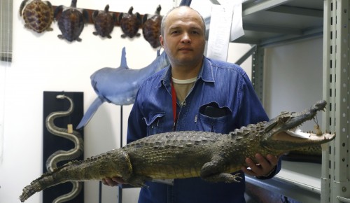 Закулисье Дарвиновского музея: кто обитает в секретных хранилищах на Вавилова