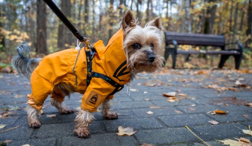 Синоптики обещают тепло и нудные дожди. Погода в Москве с 20 по 26 октября