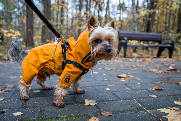 Синоптики обещают тепло и нудные дожди. Погода в Москве с 20 по 26 октября