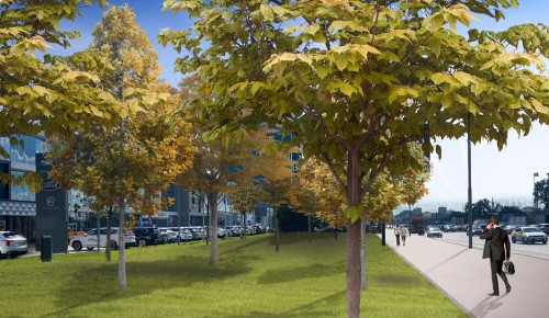 Более тысячи деревьев высадят вдоль магистралей ЮЗАО