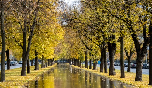 Осенний финал: с 27 октября по 2 ноября Москву ждут дожди и плавное похолодание
