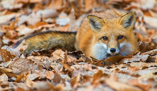В библиотеке №169 «Проспект» 1 ноября проведут программу, посвященную Дню лисы