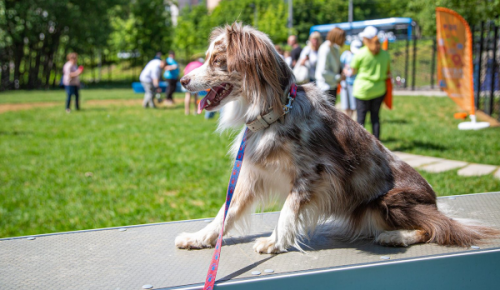 Горожане предложили обустроить площадку для выгула собак на ул. Знаменские Садки