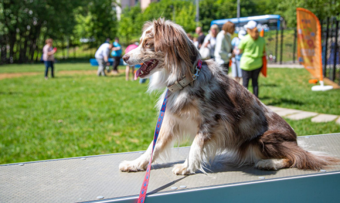 Горожане предложили обустроить площадку для выгула собак на ул. Знаменские Садки