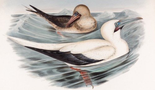 В Дарвиновском музее стартовала выставка «Птицы-рыболовы»