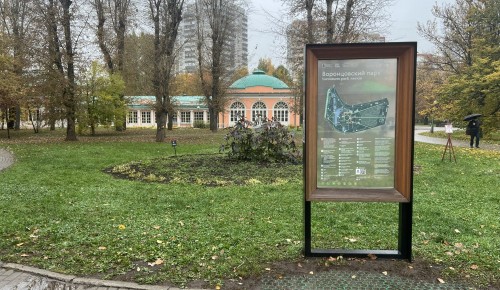 Дубы, достойные строк Пушкина: где растут старейшие деревья Москвы