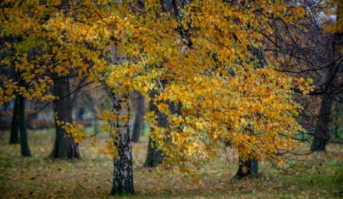 Погода с 3 по 9 ноября: московский ноябрь начинается с тепла и затяжных дождей