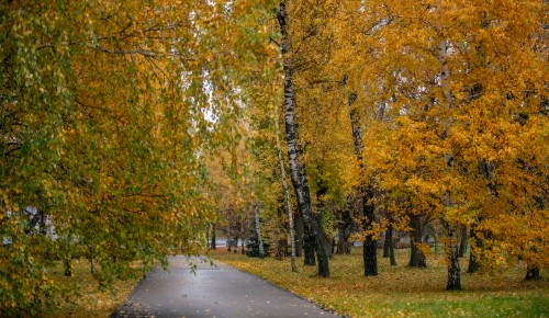 Погода в Москве с 10 по 16 ноября: затяжные дожди и тепло вместо заморозков