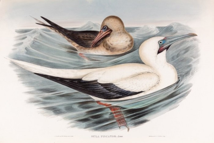 В Дарвиновском музее открылась выставка «Птицы-рыболовы»