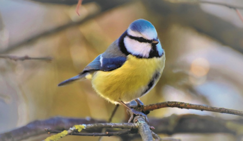 Всемирный день вторичной переработки и Синичкин день отметят на этой неделе в экоцентре «Лесная сказка»